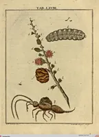 Picture 64 of 90 from (Hauptband): Bestehend in Ein hundert nach der Natur gezeichneten und mit Farben erleuchteten Kupfertafeln, sammt deren Erklärung (1763), leaf 216
