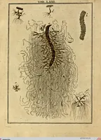 Picture 66 of 90 from (Hauptband): Bestehend in Ein hundert nach der Natur gezeichneten und mit Farben erleuchteten Kupfertafeln, sammt deren Erklärung (1763), leaf 222