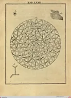 An illustration from (Hauptband): Bestehend in Ein hundert nach der Natur gezeichneten und mit Farben erleuchteten Kupfertafeln, sammt deren Erklärung (1763)
