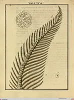 An illustration from (Hauptband): Bestehend in Ein hundert nach der Natur gezeichneten und mit Farben erleuchteten Kupfertafeln, sammt deren Erklärung (1763)