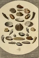 An illustration from (Hauptband): Bestehend in Ein hundert nach der Natur gezeichneten und mit Farben erleuchteten Kupfertafeln, sammt deren Erklärung (1763)