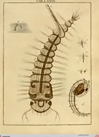 An illustration from (Hauptband): Bestehend in Ein hundert nach der Natur gezeichneten und mit Farben erleuchteten Kupfertafeln, sammt deren Erklärung (1763)