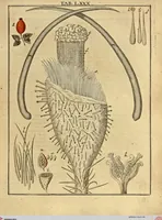 An illustration from (Hauptband): Bestehend in Ein hundert nach der Natur gezeichneten und mit Farben erleuchteten Kupfertafeln, sammt deren Erklärung (1763)