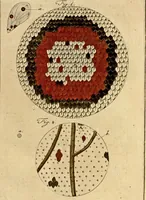 An illustration from (Hauptband): Bestehend in Ein hundert nach der Natur gezeichneten und mit Farben erleuchteten Kupfertafeln, sammt deren Erklärung (1763)