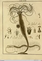 An illustration from (Hauptband): Bestehend in Ein hundert nach der Natur gezeichneten und mit Farben erleuchteten Kupfertafeln, sammt deren Erklärung (1763)