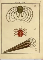 Picture 75 of 90 from (Hauptband): Bestehend in Ein hundert nach der Natur gezeichneten und mit Farben erleuchteten Kupfertafeln, sammt deren Erklärung (1763), leaf 262