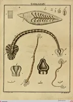 An illustration from (Hauptband): Bestehend in Ein hundert nach der Natur gezeichneten und mit Farben erleuchteten Kupfertafeln, sammt deren Erklärung (1763)