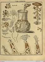 Picture 77 of 90 from (Hauptband): Bestehend in Ein hundert nach der Natur gezeichneten und mit Farben erleuchteten Kupfertafeln, sammt deren Erklärung (1763), leaf 272