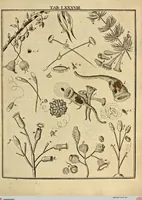 Picture 78 of 90 from (Hauptband): Bestehend in Ein hundert nach der Natur gezeichneten und mit Farben erleuchteten Kupfertafeln, sammt deren Erklärung (1763), leaf 277