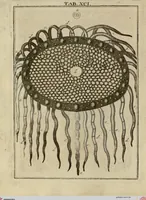 Picture 80 of 90 from (Hauptband): Bestehend in Ein hundert nach der Natur gezeichneten und mit Farben erleuchteten Kupfertafeln, sammt deren Erklärung (1763), leaf 282