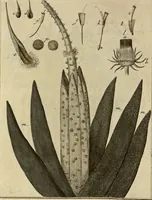 Picture 81 of 90 from (Hauptband): Bestehend in Ein hundert nach der Natur gezeichneten und mit Farben erleuchteten Kupfertafeln, sammt deren Erklärung (1763), leaf 283