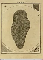 An illustration from (Hauptband): Bestehend in Ein hundert nach der Natur gezeichneten und mit Farben erleuchteten Kupfertafeln, sammt deren Erklärung (1763)
