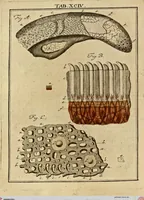 An illustration from (Hauptband): Bestehend in Ein hundert nach der Natur gezeichneten und mit Farben erleuchteten Kupfertafeln, sammt deren Erklärung (1763)