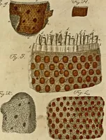 Picture 85 of 90 from (Hauptband): Bestehend in Ein hundert nach der Natur gezeichneten und mit Farben erleuchteten Kupfertafeln, sammt deren Erklärung (1763), leaf 297