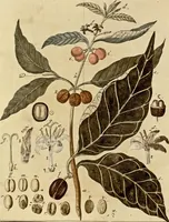 An illustration from (Hauptband): Bestehend in Ein hundert nach der Natur gezeichneten und mit Farben erleuchteten Kupfertafeln, sammt deren Erklärung (1763)