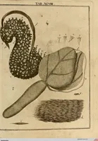 An illustration from (Hauptband): Bestehend in Ein hundert nach der Natur gezeichneten und mit Farben erleuchteten Kupfertafeln, sammt deren Erklärung (1763)