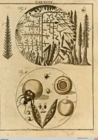 Picture 88 of 90 from (Hauptband): Bestehend in Ein hundert nach der Natur gezeichneten und mit Farben erleuchteten Kupfertafeln, sammt deren Erklärung (1763), leaf 308