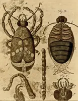 An illustration from (Hauptband): Bestehend in Ein hundert nach der Natur gezeichneten und mit Farben erleuchteten Kupfertafeln, sammt deren Erklärung (1763)