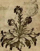 Picture 90 of 90 from (Hauptband): Bestehend in Ein hundert nach der Natur gezeichneten und mit Farben erleuchteten Kupfertafeln, sammt deren Erklärung (1763), leaf 321