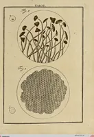 Picture 8 of 90 from (Hauptband): Bestehend in Ein hundert nach der Natur gezeichneten und mit Farben erleuchteten Kupfertafeln, sammt deren Erklärung (1763), leaf 34