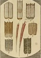 Picture 9 of 90 from (Hauptband): Bestehend in Ein hundert nach der Natur gezeichneten und mit Farben erleuchteten Kupfertafeln, sammt deren Erklärung (1763), leaf 41