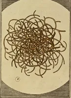 Picture 10 of 90 from (Hauptband): Bestehend in Ein hundert nach der Natur gezeichneten und mit Farben erleuchteten Kupfertafeln, sammt deren Erklärung (1763), leaf 46
