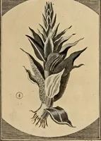 Picture 13 of 90 from (Hauptband): Bestehend in Ein hundert nach der Natur gezeichneten und mit Farben erleuchteten Kupfertafeln, sammt deren Erklärung (1763), leaf 54
