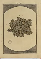 Picture 15 of 90 from (Hauptband): Bestehend in Ein hundert nach der Natur gezeichneten und mit Farben erleuchteten Kupfertafeln, sammt deren Erklärung (1763), leaf 58