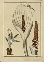 Picture 16 of 90 from (Hauptband): Bestehend in Ein hundert nach der Natur gezeichneten und mit Farben erleuchteten Kupfertafeln, sammt deren Erklärung (1763), leaf 68