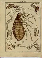 An illustration from (Hauptband): Bestehend in Ein hundert nach der Natur gezeichneten und mit Farben erleuchteten Kupfertafeln, sammt deren Erklärung (1763)