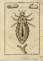Picture 19 of 90 from (Hauptband): Bestehend in Ein hundert nach der Natur gezeichneten und mit Farben erleuchteten Kupfertafeln, sammt deren Erklärung (1763), leaf 79