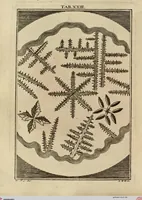 Picture 21 of 90 from (Hauptband): Bestehend in Ein hundert nach der Natur gezeichneten und mit Farben erleuchteten Kupfertafeln, sammt deren Erklärung (1763), leaf 83