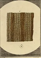 An illustration from (Hauptband): Bestehend in Ein hundert nach der Natur gezeichneten und mit Farben erleuchteten Kupfertafeln, sammt deren Erklärung (1763)