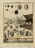 Picture 24 of 90 from (Hauptband): Bestehend in Ein hundert nach der Natur gezeichneten und mit Farben erleuchteten Kupfertafeln, sammt deren Erklärung (1763), leaf 96