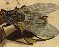 An illustration from Martin Frobenius Ledermüllers, Hochfürstlich- Brandenburg- Culmbachischen Justiz-Raths [et]c. abgenöthigte Vertheidigung als Anhang seiner Mikroskopischen Gemüths- und Augen-Ergötzung: Wider einige von dem vornehmen Herrn Verfasser des Neuesten aus dem Reiche der Pflanzen, und der Geschichte der Stubenfliege, in diesen beeden Schriften geäuserte Zweifel und Vorwürfe (1765)