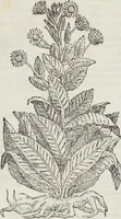 Picture 11 of 392 from Petri Andreae Matthioli Medici Senensis Commentarii, In Libros Sex Pedacii Dioscoridis Anazarbei, De Medica Materia: Adiectis quàm plurimis plantarum & animalium imaginibus, eodem authore (1554), leaf 102
