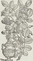 Picture 12 of 392 from Petri Andreae Matthioli Medici Senensis Commentarii, In Libros Sex Pedacii Dioscoridis Anazarbei, De Medica Materia: Adiectis quàm plurimis plantarum & animalium imaginibus, eodem authore (1554), leaf 108