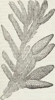 An illustration from Petri Andreae Matthioli Medici Senensis Commentarii, In Libros Sex Pedacii Dioscoridis Anazarbei, De Medica Materia: Adiectis quàm plurimis plantarum & animalium imaginibus, eodem authore (1554)