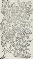 An illustration from Petri Andreae Matthioli Medici Senensis Commentarii, In Libros Sex Pedacii Dioscoridis Anazarbei, De Medica Materia: Adiectis quàm plurimis plantarum & animalium imaginibus, eodem authore (1554)
