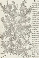Picture 16 of 392 from Petri Andreae Matthioli Medici Senensis Commentarii, In Libros Sex Pedacii Dioscoridis Anazarbei, De Medica Materia: Adiectis quàm plurimis plantarum & animalium imaginibus, eodem authore (1554), leaf 135