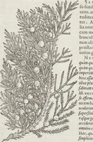 Picture 17 of 392 from Petri Andreae Matthioli Medici Senensis Commentarii, In Libros Sex Pedacii Dioscoridis Anazarbei, De Medica Materia: Adiectis quàm plurimis plantarum & animalium imaginibus, eodem authore (1554), leaf 136