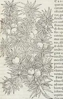 An illustration from Petri Andreae Matthioli Medici Senensis Commentarii, In Libros Sex Pedacii Dioscoridis Anazarbei, De Medica Materia: Adiectis quàm plurimis plantarum & animalium imaginibus, eodem authore (1554)