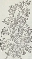 An illustration from Petri Andreae Matthioli Medici Senensis Commentarii, In Libros Sex Pedacii Dioscoridis Anazarbei, De Medica Materia: Adiectis quàm plurimis plantarum & animalium imaginibus, eodem authore (1554)