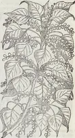 Picture 21 of 392 from Petri Andreae Matthioli Medici Senensis Commentarii, In Libros Sex Pedacii Dioscoridis Anazarbei, De Medica Materia: Adiectis quàm plurimis plantarum & animalium imaginibus, eodem authore (1554), leaf 142
