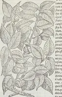 An illustration from Petri Andreae Matthioli Medici Senensis Commentarii, In Libros Sex Pedacii Dioscoridis Anazarbei, De Medica Materia: Adiectis quàm plurimis plantarum & animalium imaginibus, eodem authore (1554)