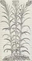 An illustration from Petri Andreae Matthioli Medici Senensis Commentarii, In Libros Sex Pedacii Dioscoridis Anazarbei, De Medica Materia: Adiectis quàm plurimis plantarum & animalium imaginibus, eodem authore (1554)