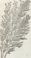 Picture 24 of 392 from Petri Andreae Matthioli Medici Senensis Commentarii, In Libros Sex Pedacii Dioscoridis Anazarbei, De Medica Materia: Adiectis quàm plurimis plantarum & animalium imaginibus, eodem authore (1554), leaf 149