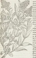Picture 25 of 392 from Petri Andreae Matthioli Medici Senensis Commentarii, In Libros Sex Pedacii Dioscoridis Anazarbei, De Medica Materia: Adiectis quàm plurimis plantarum & animalium imaginibus, eodem authore (1554), leaf 157