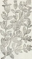 Picture 26 of 392 from Petri Andreae Matthioli Medici Senensis Commentarii, In Libros Sex Pedacii Dioscoridis Anazarbei, De Medica Materia: Adiectis quàm plurimis plantarum & animalium imaginibus, eodem authore (1554), leaf 159