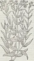 An illustration from Petri Andreae Matthioli Medici Senensis Commentarii, In Libros Sex Pedacii Dioscoridis Anazarbei, De Medica Materia: Adiectis quàm plurimis plantarum & animalium imaginibus, eodem authore (1554)